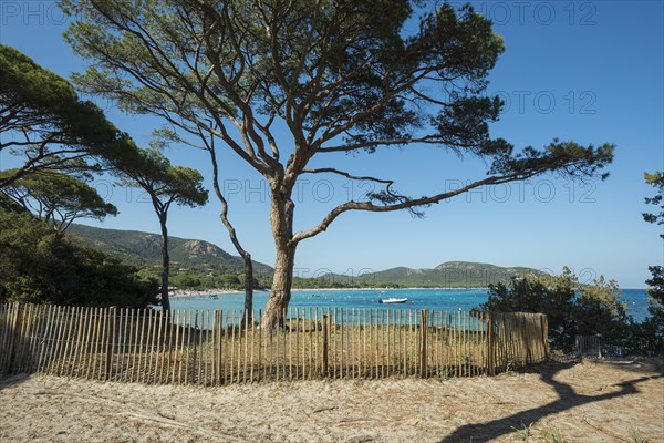 Beach and pines
