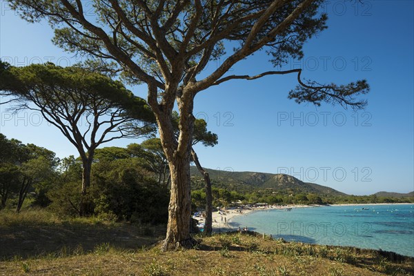 Beach and pines