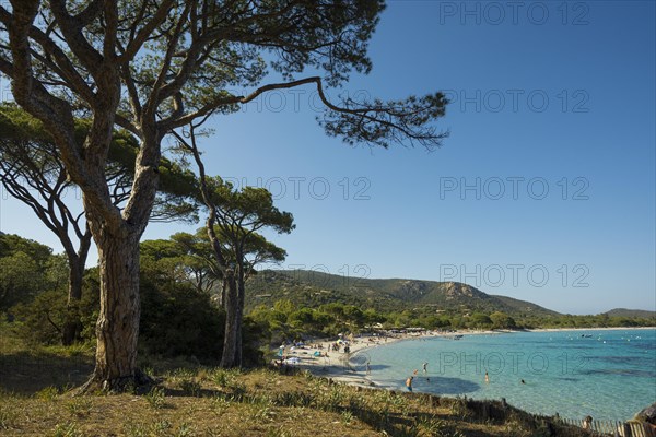 Beach and pines