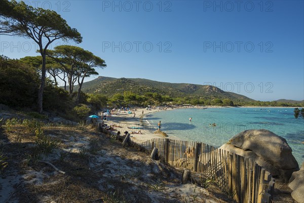 Beach and pines