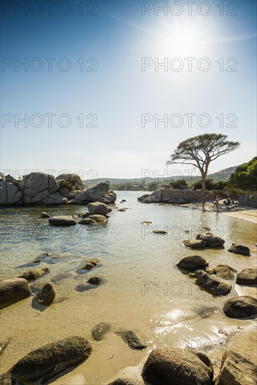 Beach and pines