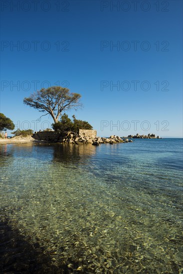 Beach and pines