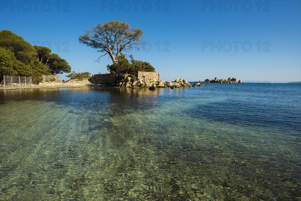 Beach and pines