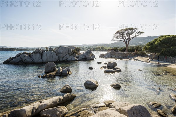 Beach and pines