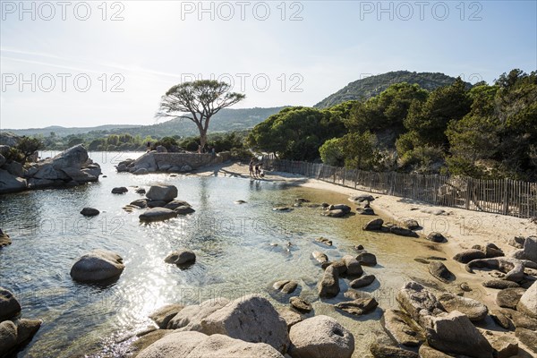 Beach and pines