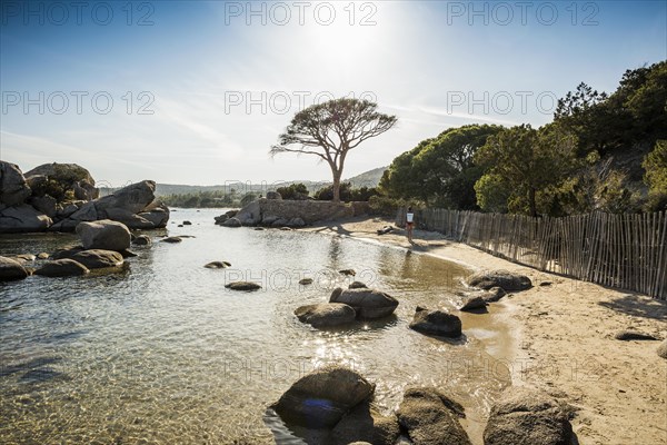 Beach and pines