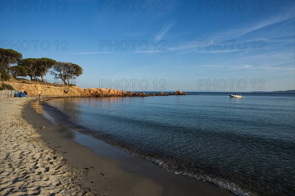 Beach and pines