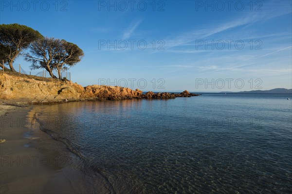 Beach and pines