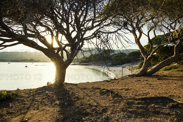 Beach and pines