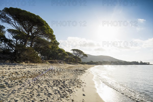 Beach and pines