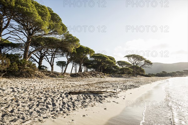 Beach and pines