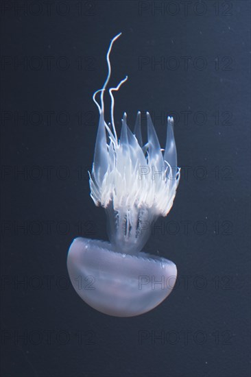 Jellyfish