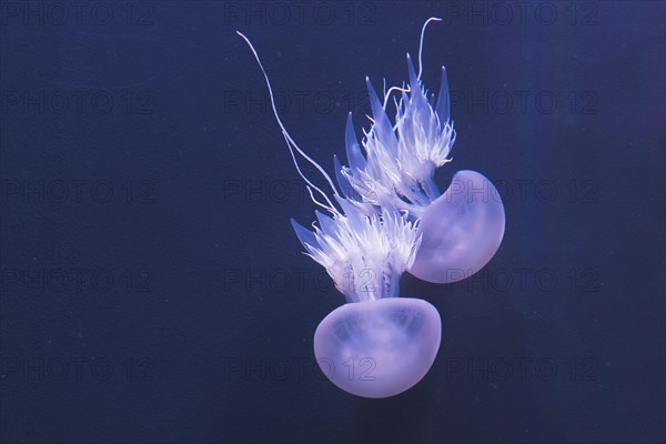 Jellyfish