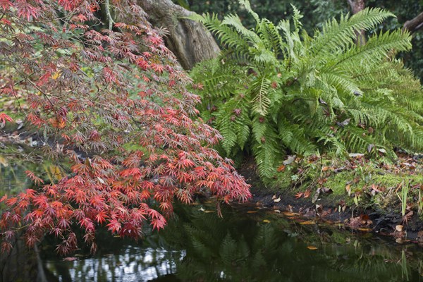 Japanese fan maple