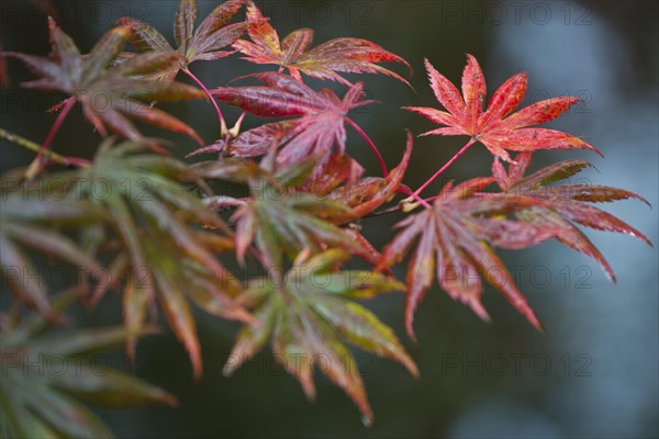 Japanese fan maple