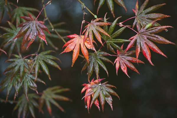 Japanese fan maple