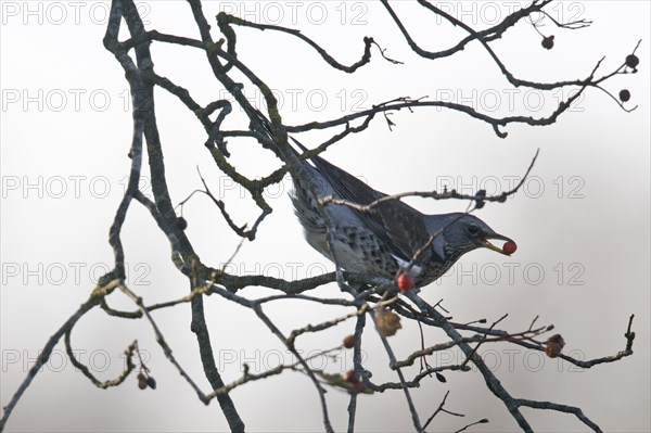 Fieldfare