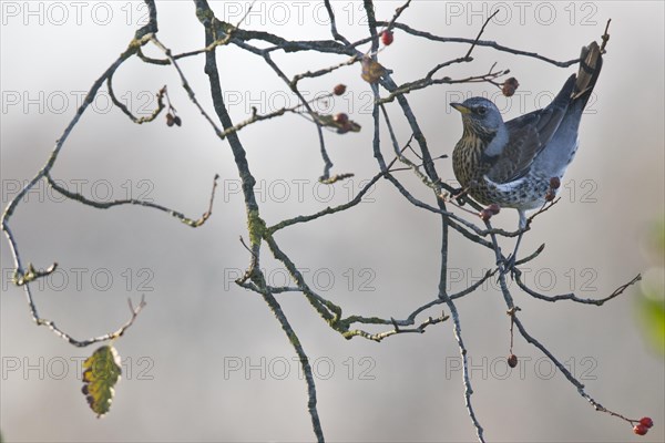 Fieldfare