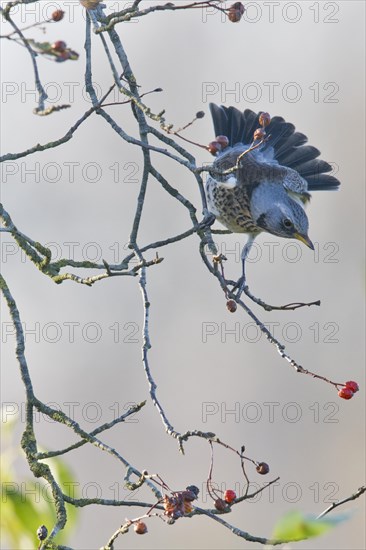 Fieldfare