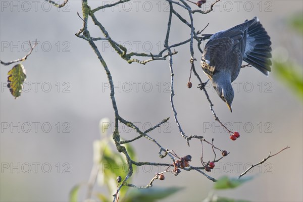 Fieldfare