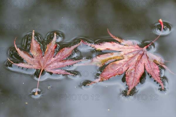 Smooth japanese maple