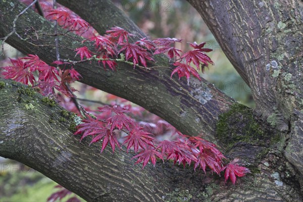 Japanese fan maple