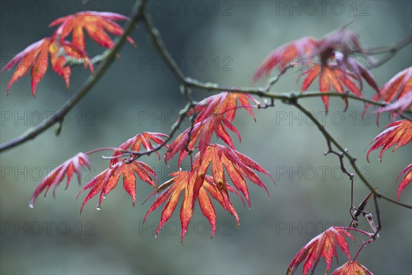 Japanese fan maple