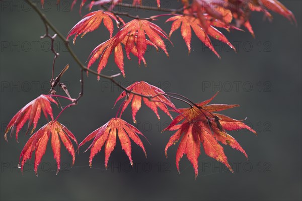 Japanese fan maple