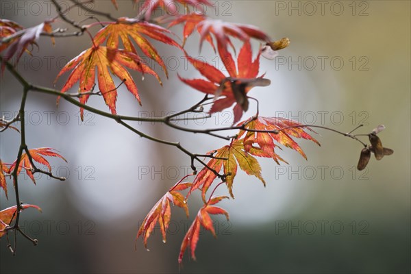 Japanese fan maple