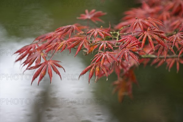 Japanese fan maple