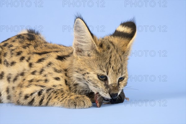 Serval