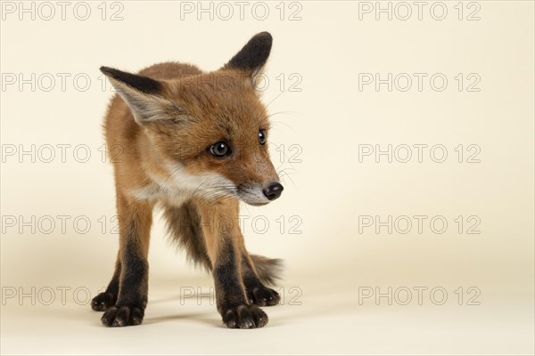 Red fox