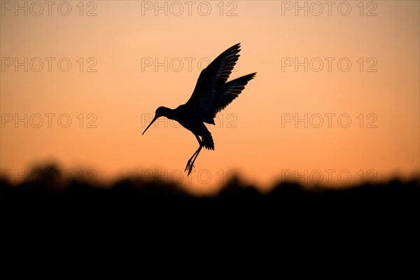 Black-tailed Godwit