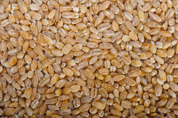 Organic barley grains over rustic wood table macro closeup