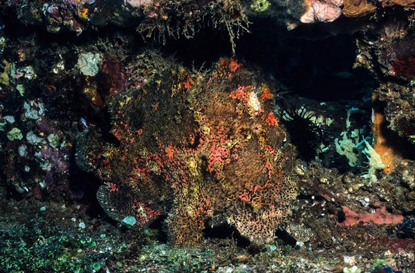 Giant frogfish