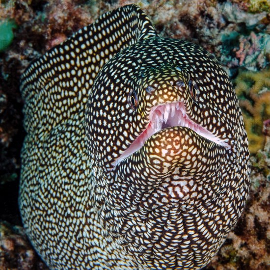 Turkey moray