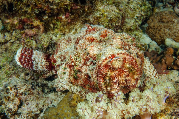 Poisonous stonefish venomous marine animal lies reef stonefish