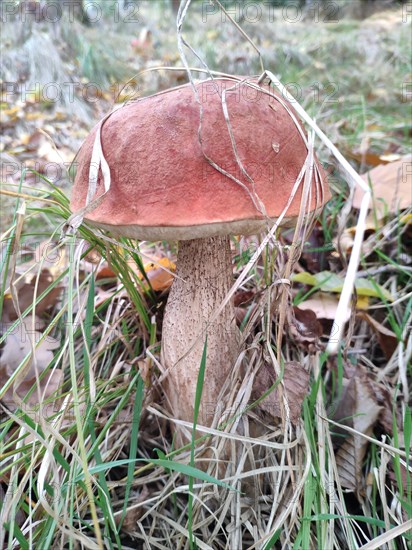 Red-cap