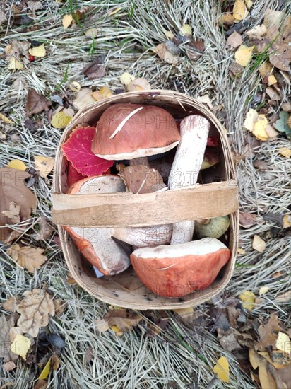 Mushroom harvest