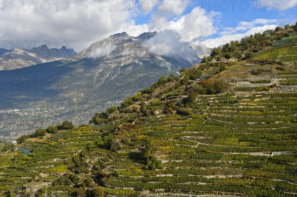 Vineyard terraces on a steep slope at the highest vineyard in Switzerland