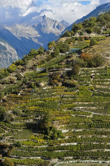 Vineyard terraces on a steep slope at the highest vineyard in Switzerland