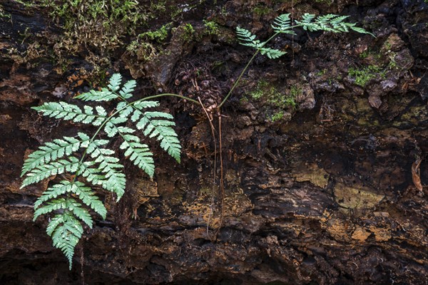 Fern growing on dead tree trunk