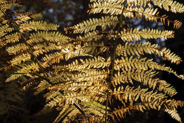 Fern