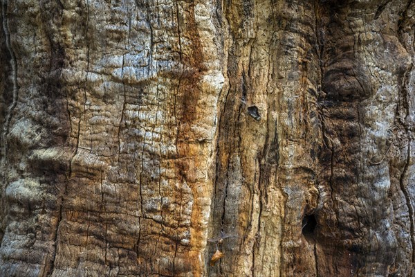 Structures in the weathered wood on a dead tree trunk