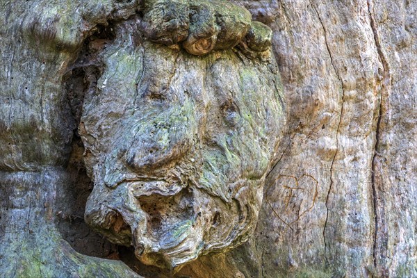 Tree face