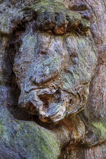 Tree face