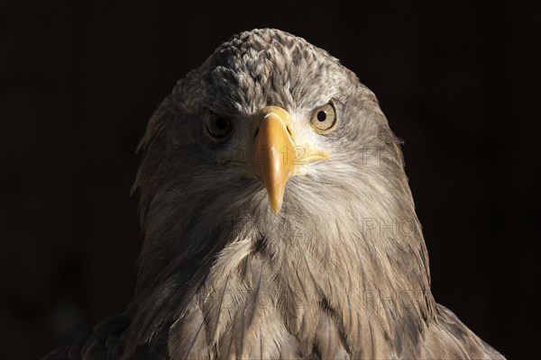 European white-tailed eagle