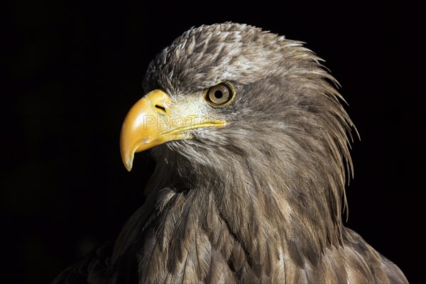 European White-tailed Eagle