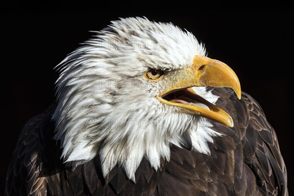 Bald eagle