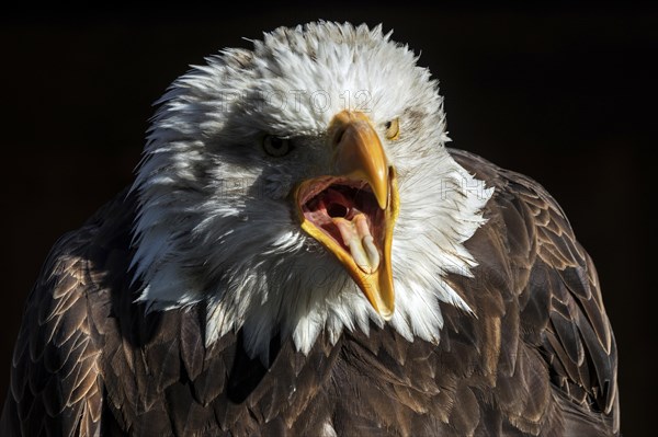 Bald eagle